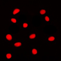 Anti-GADD153 Antibody
