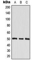 EEF1G Rabbit Polyclonal Antibody