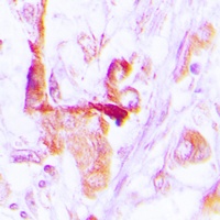 EEF2 antibody