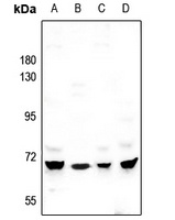 MEGF9 Antibody