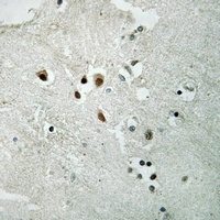 Anti-NET (Phospho-S357) Antibody