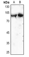 Cortactin Antibody