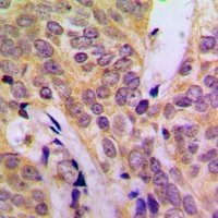 Anti-c-SRC Antibody