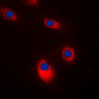 SRC antibody