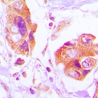 Filamin A (Phospho-S2152) Antibody