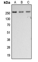 Fibronectin Rabbit Polyclonal Antibody