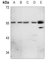 GABRA1 Antibody