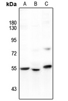 GAS8 Antibody