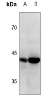 Connexin 43 Rabbit Polyclonal Antibody