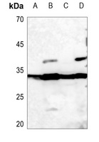 Histone H1.0 Rabbit Polyclonal Antibody