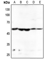 HARS Antibody