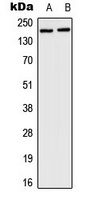 HCFC1 Antibody