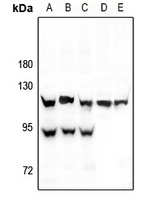 HIF1 alpha Antibody