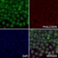 HIF1 alpha antibody