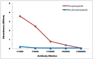 HNF4A antibody