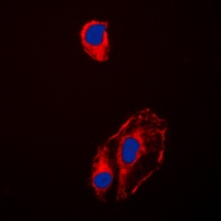 Anti-HSP90 beta (Phospho-S254) Antibody