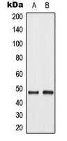 c-Jun (Phospho-T93) Antibody