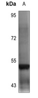 Kv9.2 Rabbit Polyclonal Antibody