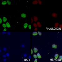 Kv9.2 Rabbit Polyclonal Antibody