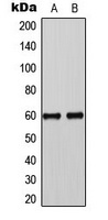 SMAD3 (Phospho-S425) Antibody