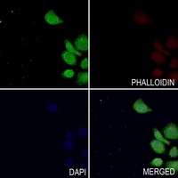 Anti-TAU (Phospho-T529) Antibody