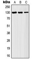 AF4 Rabbit Polyclonal Antibody