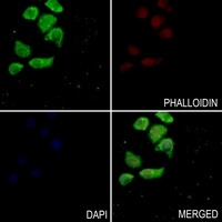 MNDA antibody