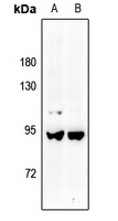 A-MYB Rabbit Polyclonal Antibody