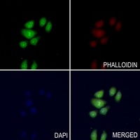 MYBL1 antibody