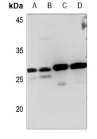 MYF6 Antibody