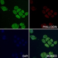 NF2 antibody