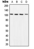 NF-kappaB p105 (Phospho-S932) Antibody