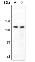 NF-kappaB p105 Rabbit Polyclonal Antibody