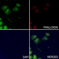NF-kappaB p105 Rabbit Polyclonal Antibody