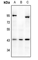 Mu Opioid Receptor Antibody
