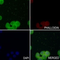 Anti-Mu Opioid Receptor Antibody