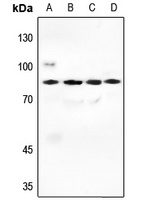 PI3K p85 alpha Rabbit Polyclonal Antibody