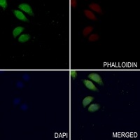 Anti-PI3K p85 alpha Antibody