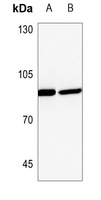 PLA2G4A Antibody