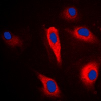 PLA2G4A antibody