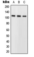PLA2G4A Antibody