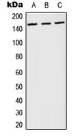 PLC gamma 1 (Phospho-Y783) Antibody