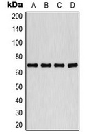 PLK1 (Phospho-T210) Antibody