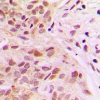 Anti-Rpb1 CTD (Phospho-S1619) Antibody