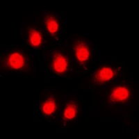 Anti-Rpb1 CTD (Phospho-S1619) Antibody