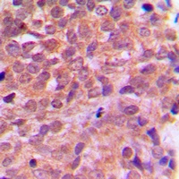 Anti-AMPK beta 1 Antibody