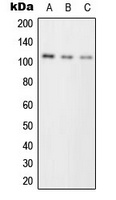 PKC mu Antibody