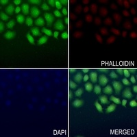 ERK2 Rabbit Polyclonal Antibody