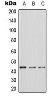 ERK1 Antibody