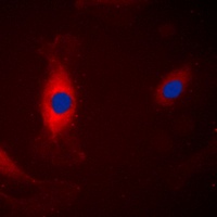 ERK1 Antibody